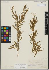Foto von Salix alba subsp. vitellina (L.) Arcang. x Salix babylonica L.